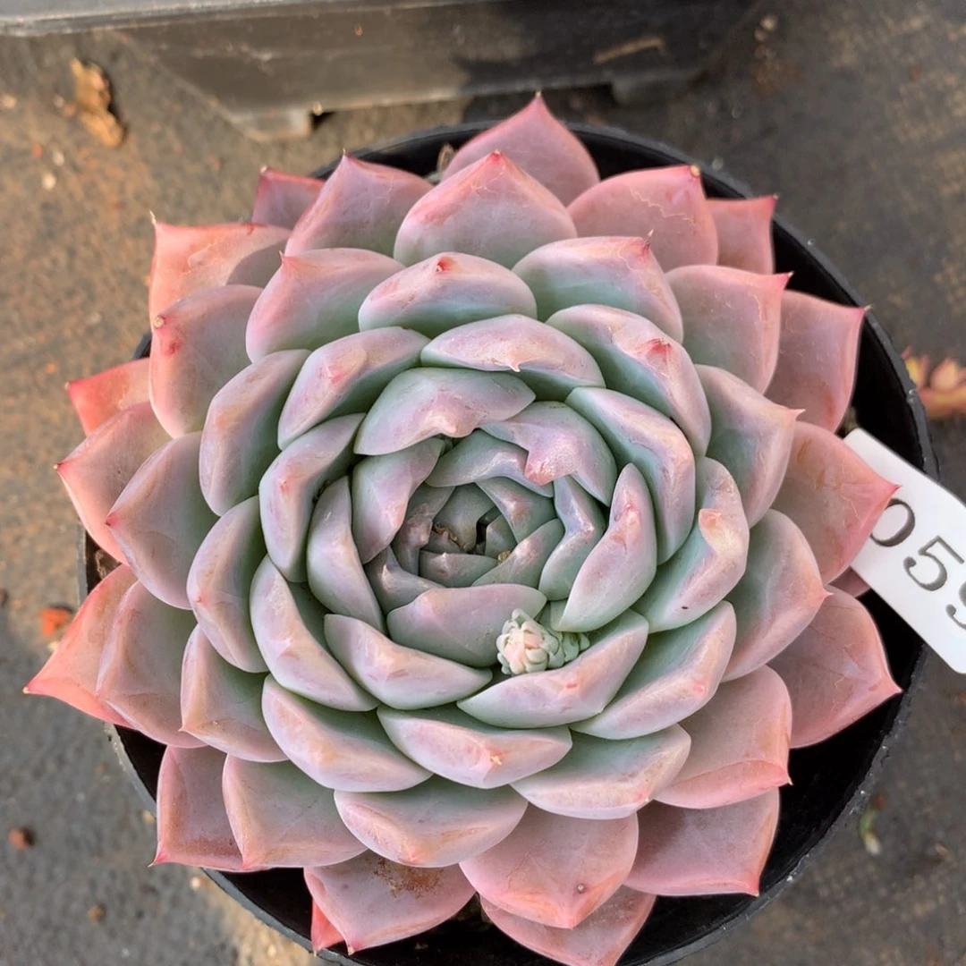 4059新年快乐发发发