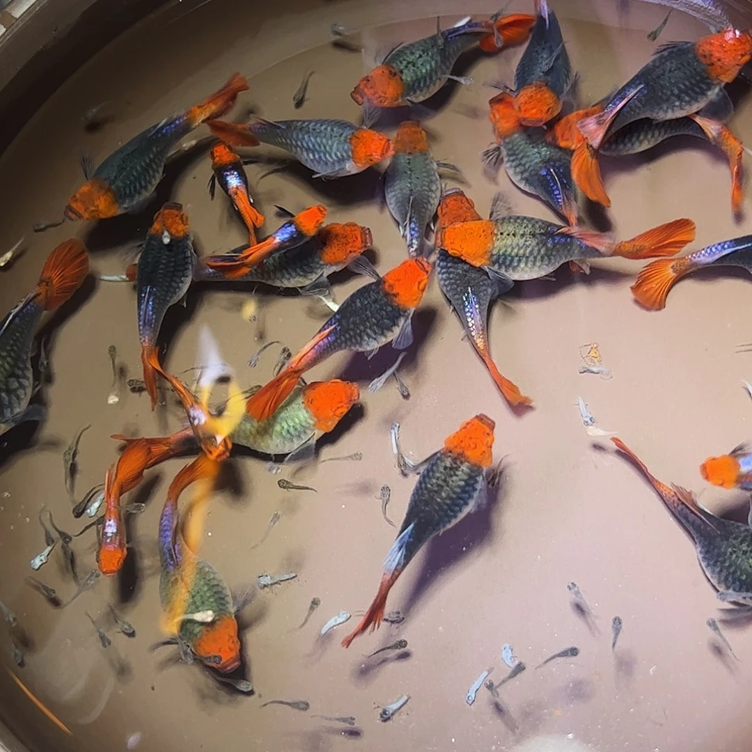 孔雀鱼深海蓝贵族1对