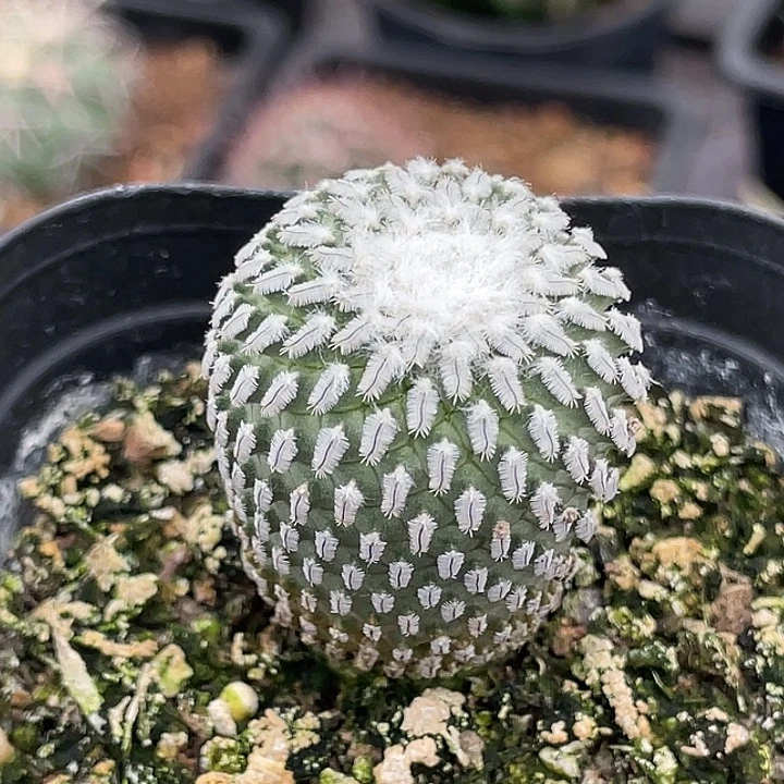 精巧殿实生仙人球