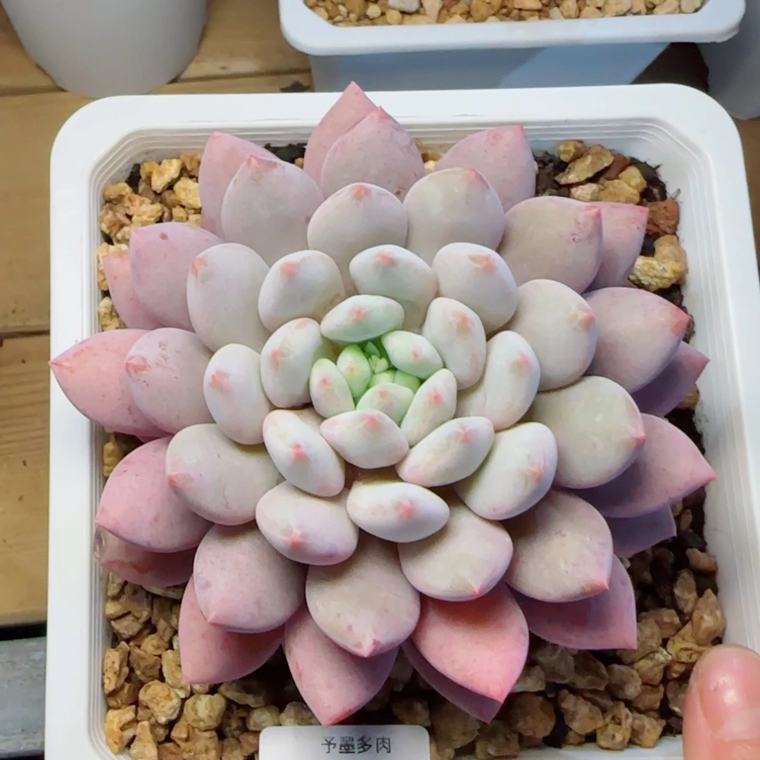 半夏，7800多肉植物