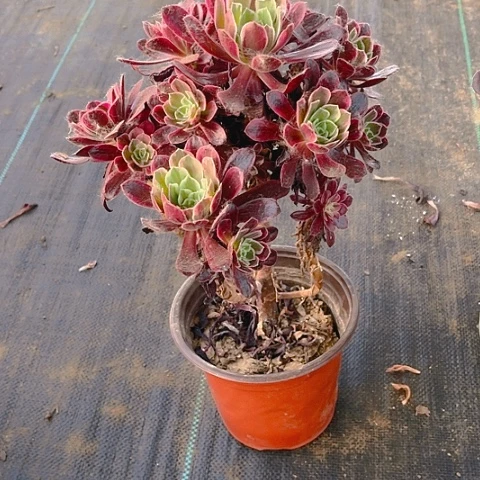 赤霞飞法师法师法师81