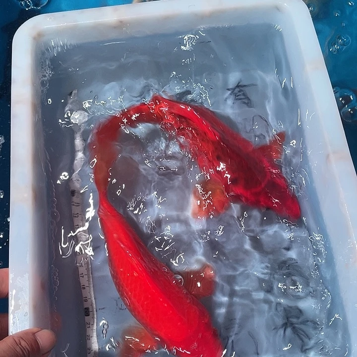 蝴蝶鲤鱼渔场直发71