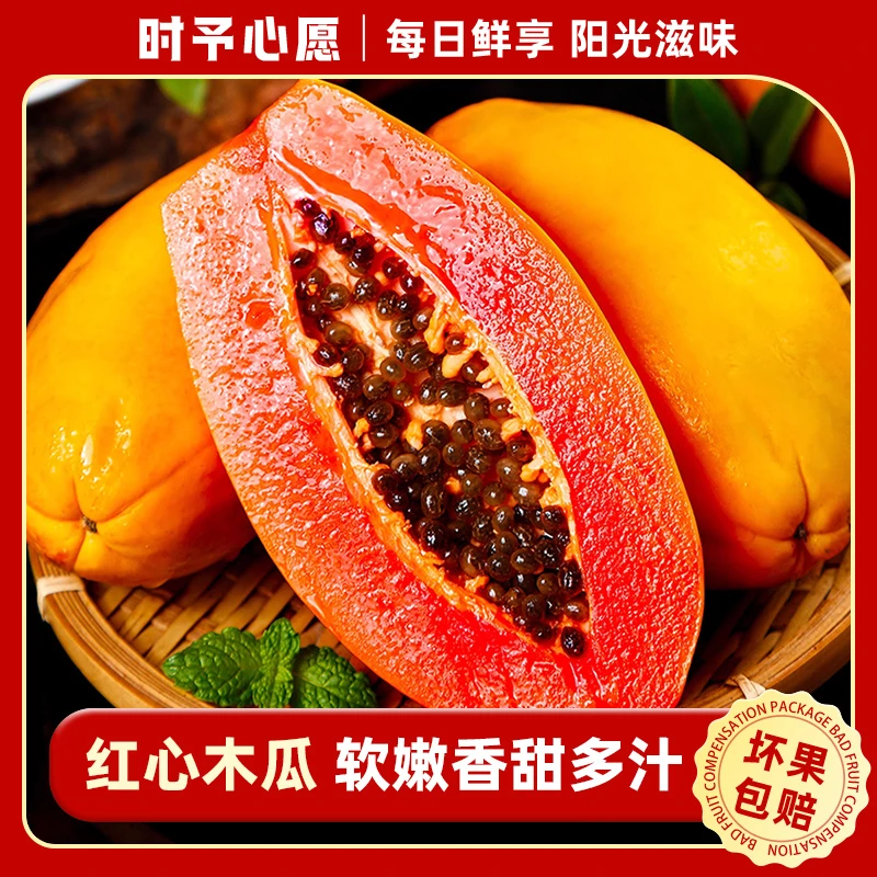 冰糖心木瓜树上熟红心木瓜产地果园现摘现发新鲜水果现摘现发