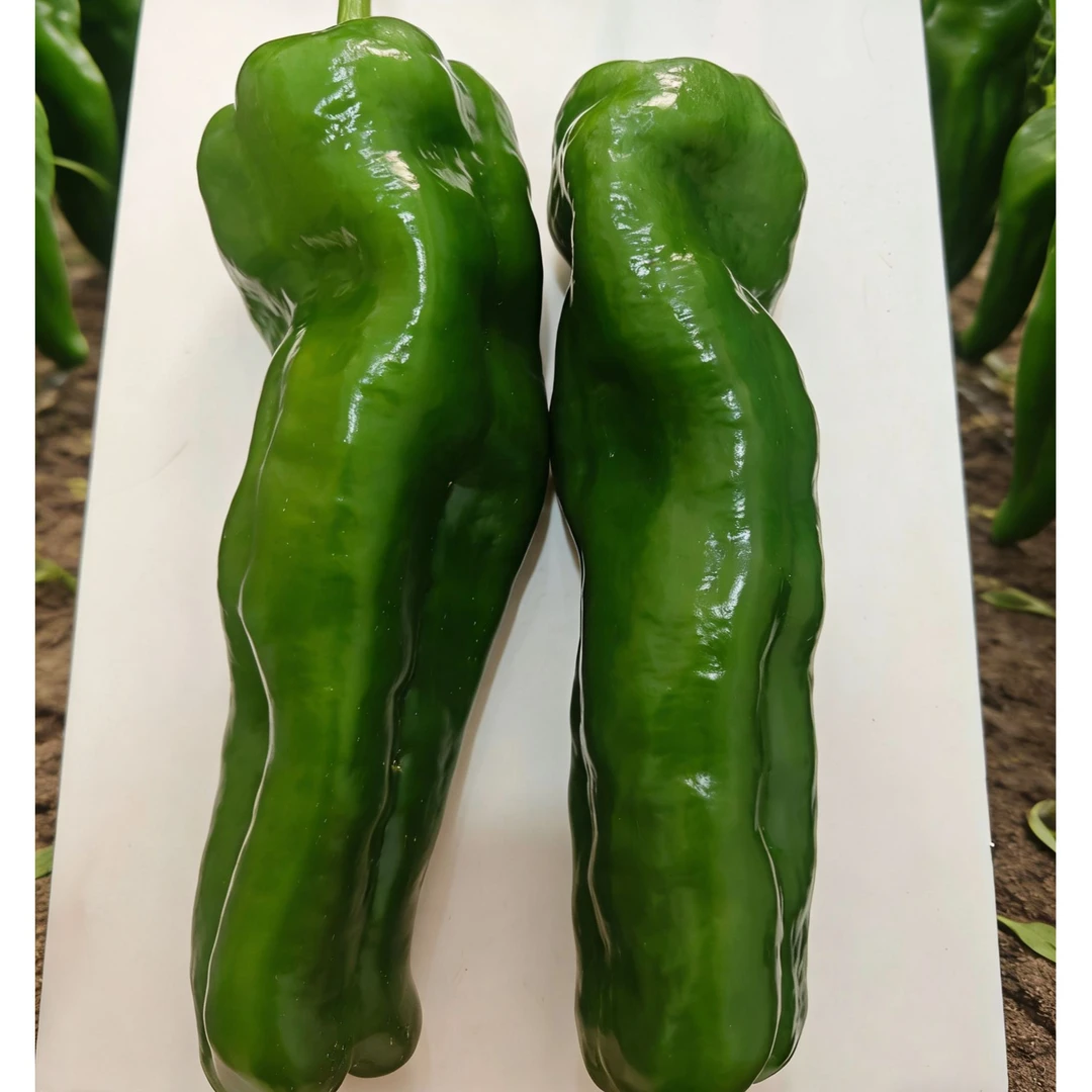 中禧福禧906辣椒种大炮椒大果型辣椒不辣口产量高