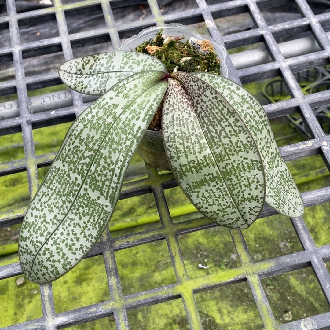 当前无花栽培后可以开花swr23PU，3.5抽梗苗