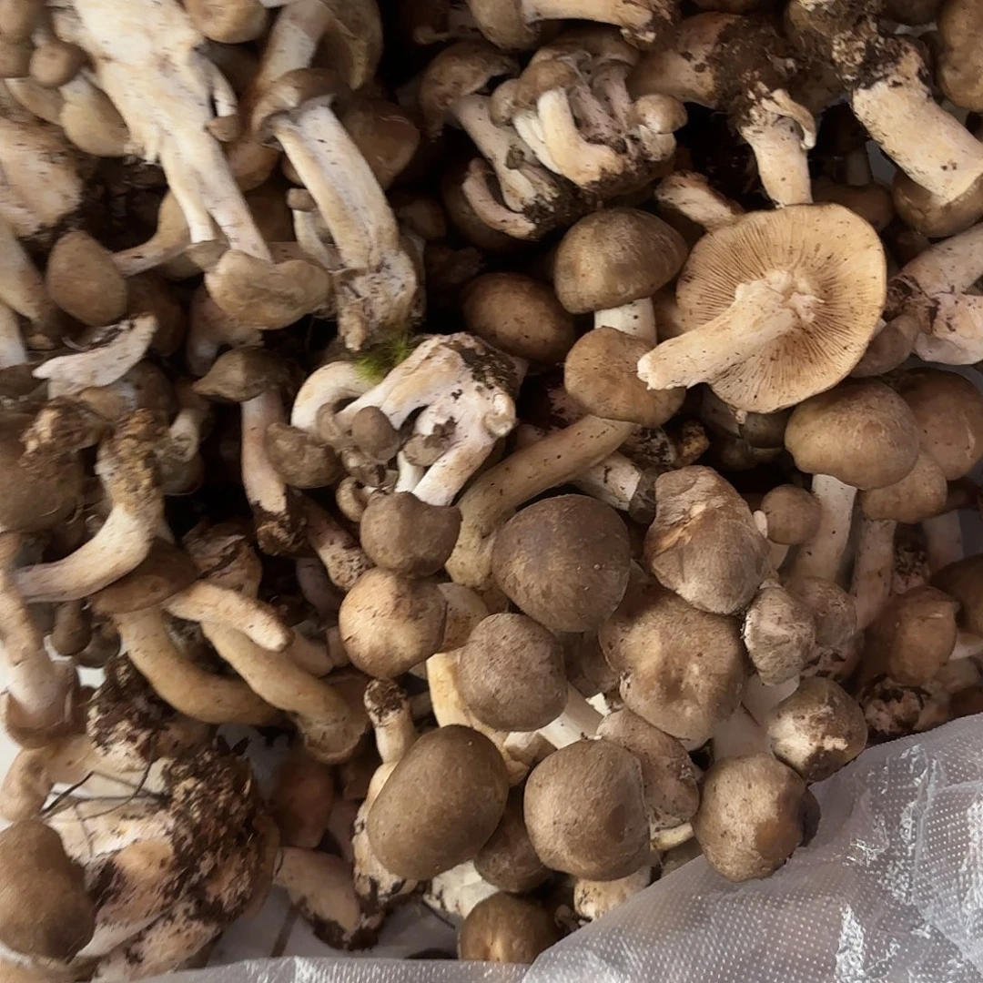 丝***织云南南华野生菌中国大陆