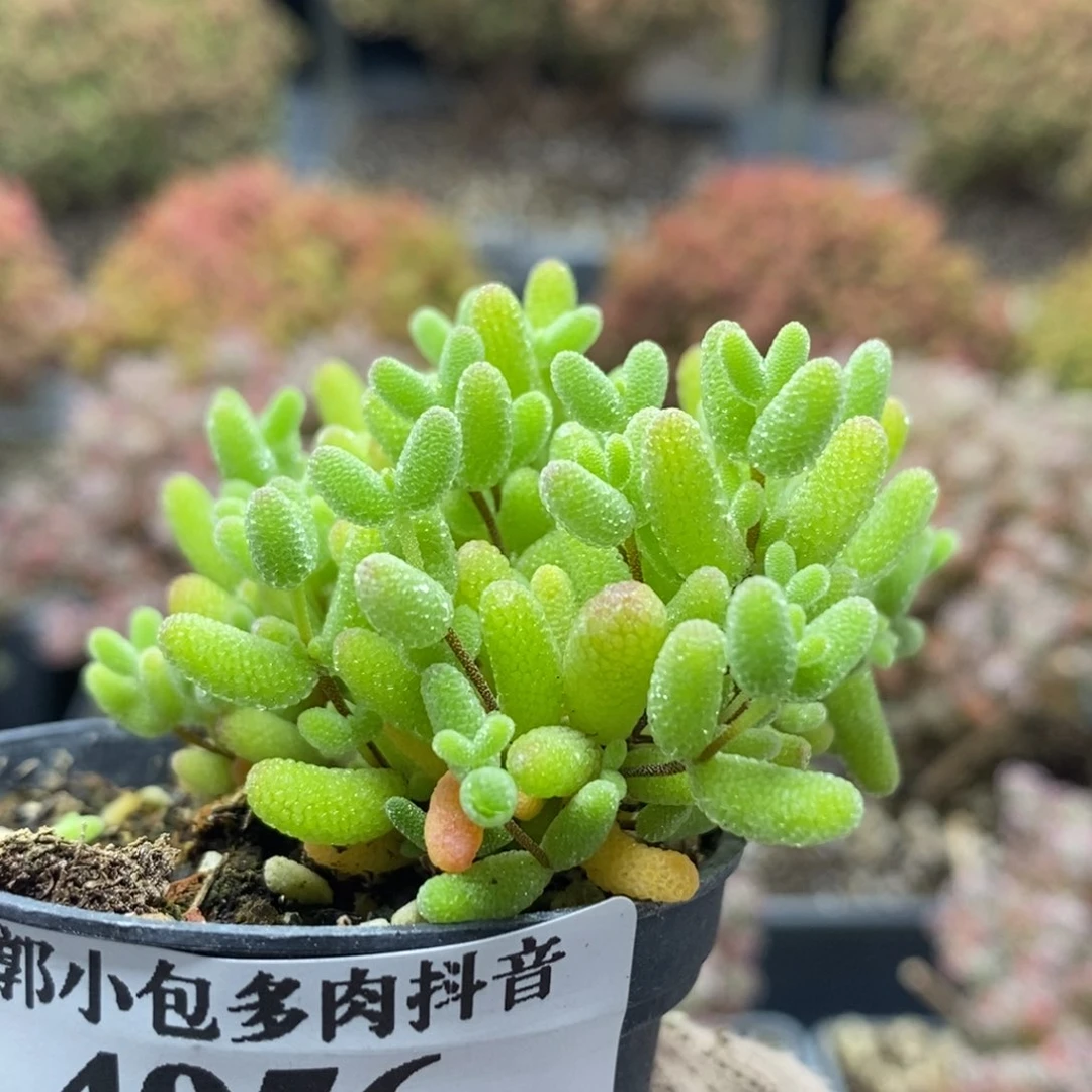 蜜橘糖球4956枝干番杏