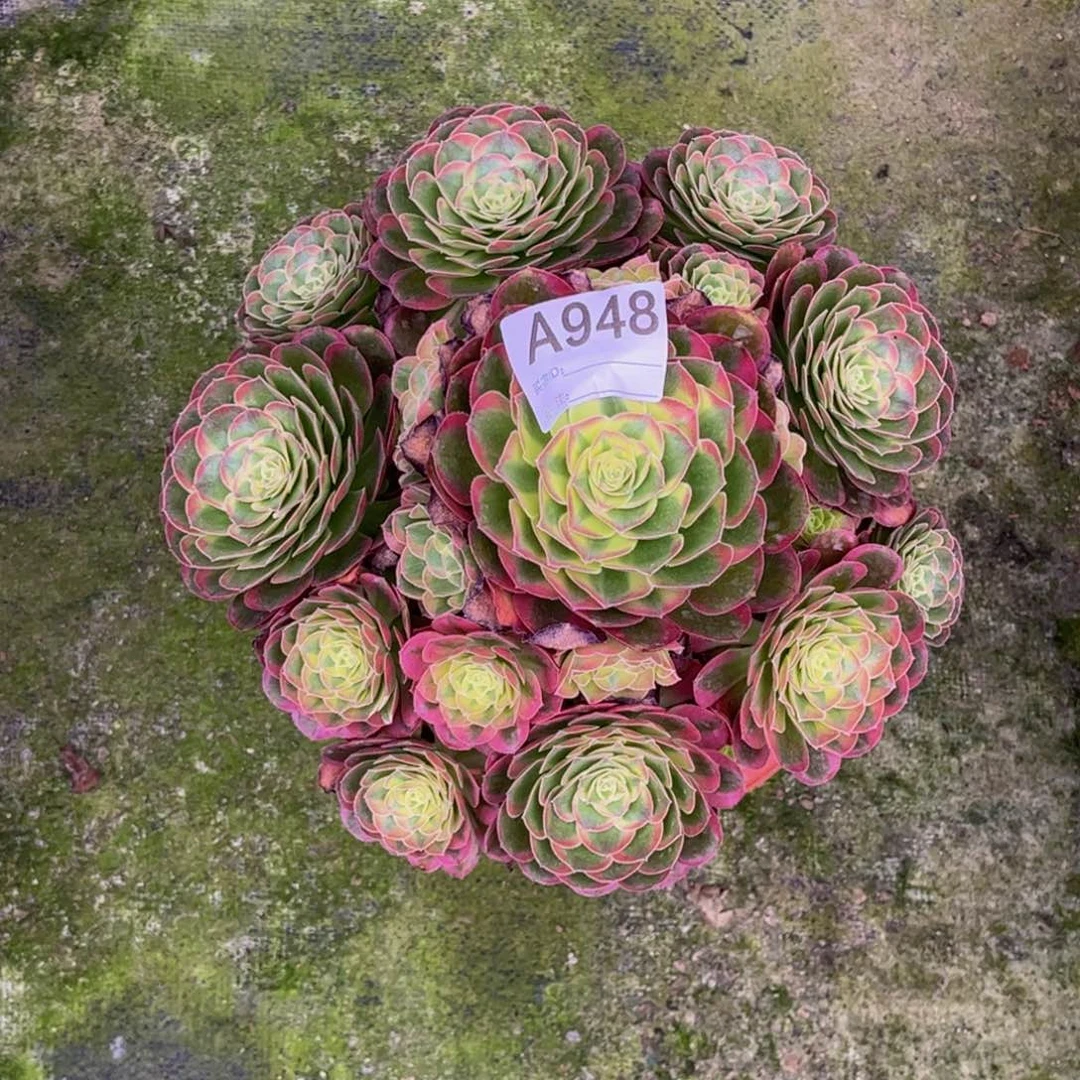 以****多肉水中月000000948