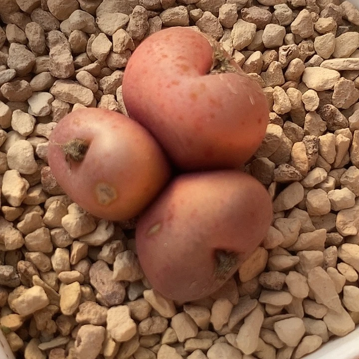 佛***酱16573吕氏群生一组两颗有伤