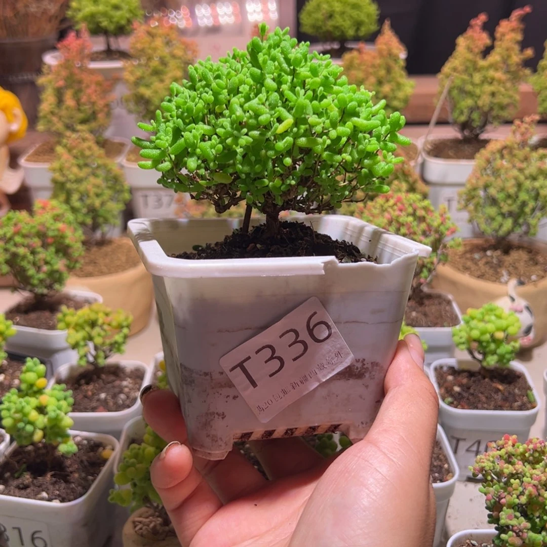 336蜜橘带盆土发货一物一拍