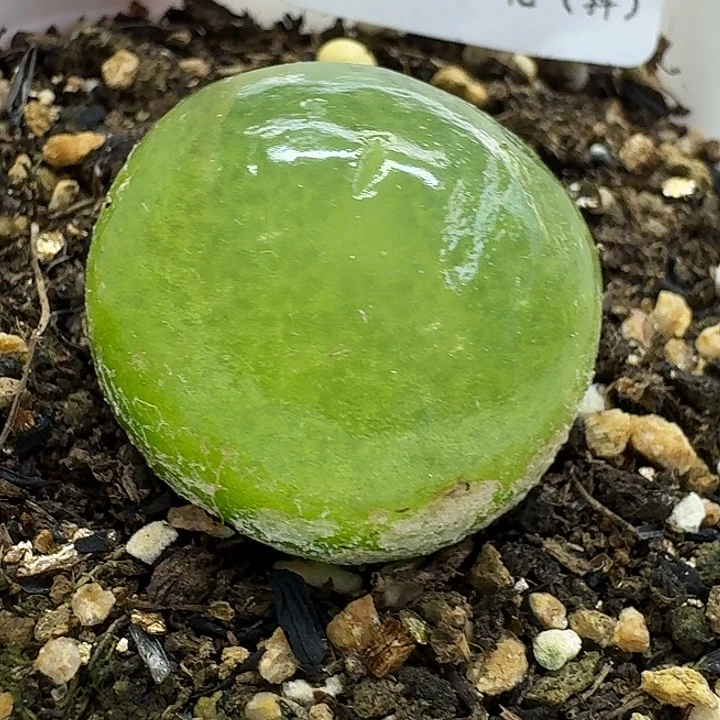老马生石花2.8灯泡2545
