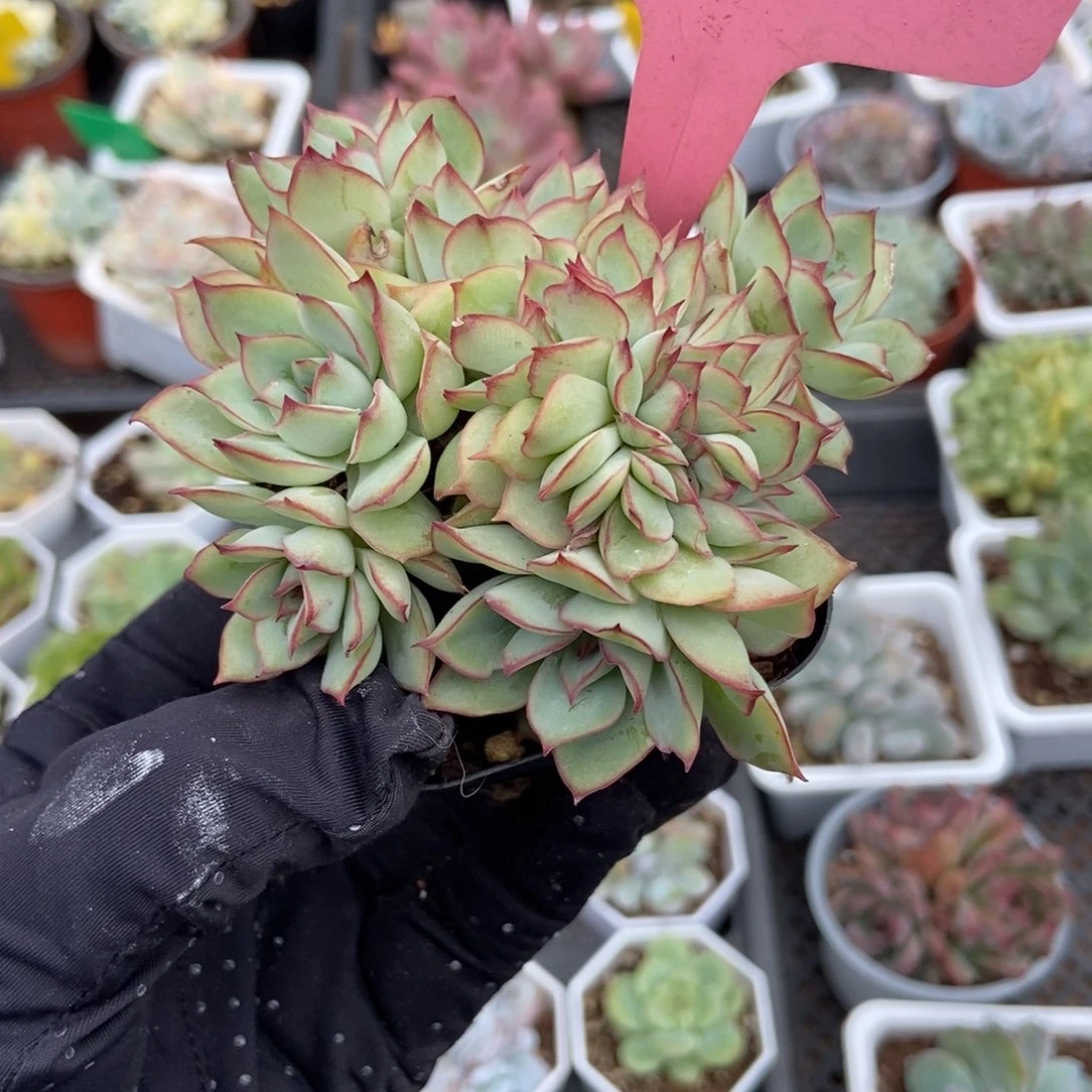 103月光女神缀多肉植物保护