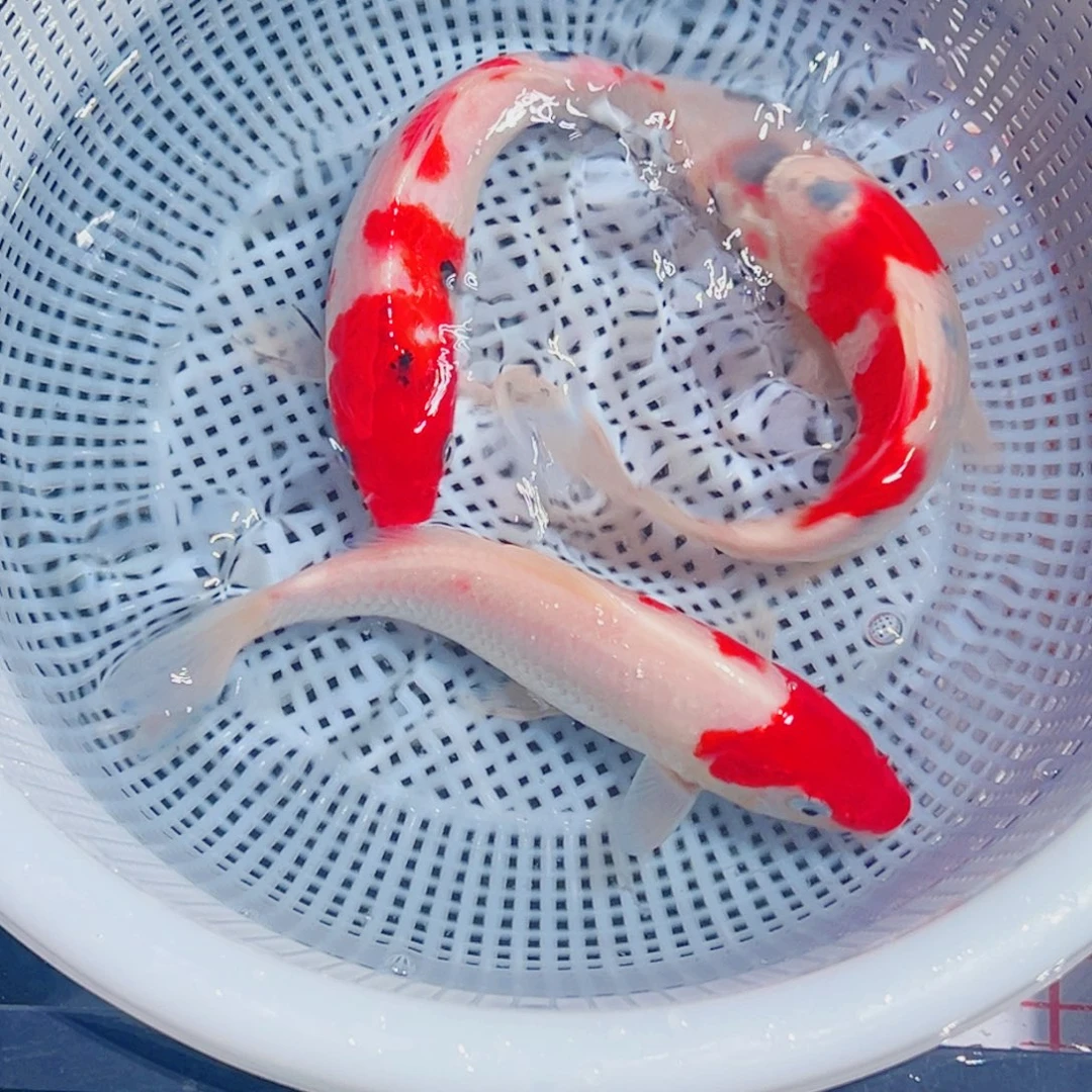 锦鲤锦鲤观赏鱼1111