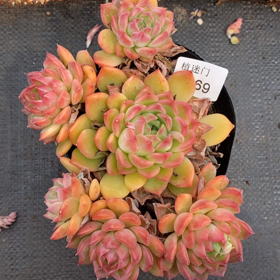 吃****儿杂交精品多肉3169