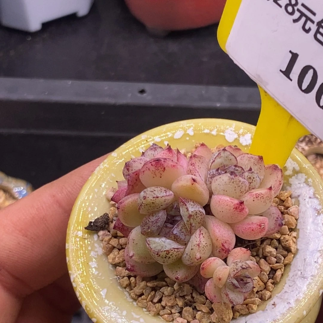 3100赤水晶四头群多肉植物
