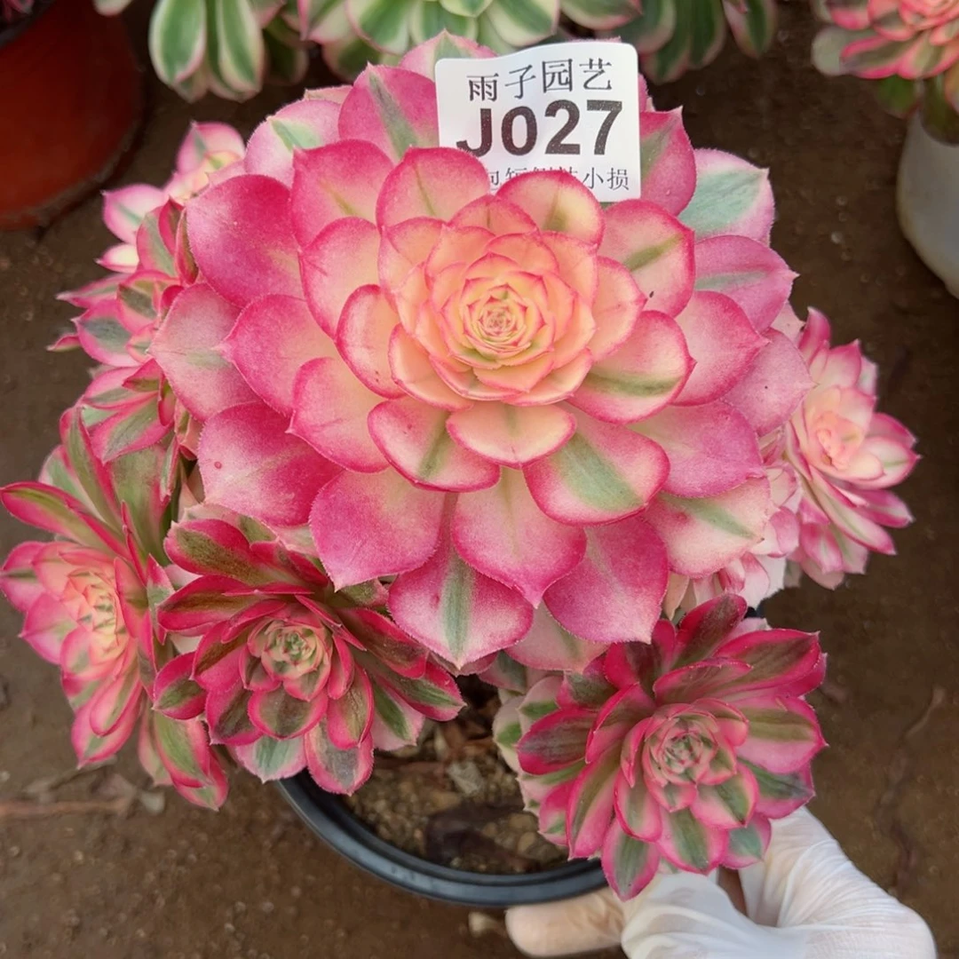 027倾城尺寸23左右