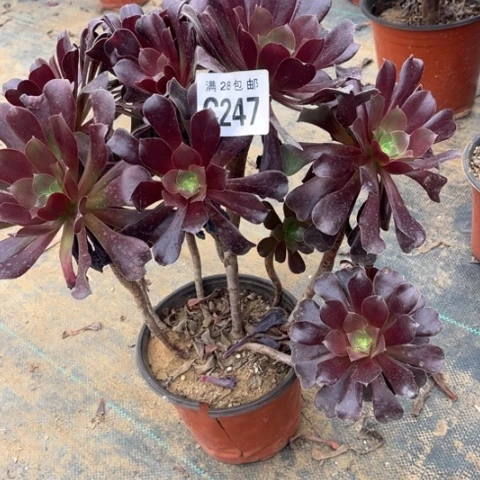 247欧紫不包断枝