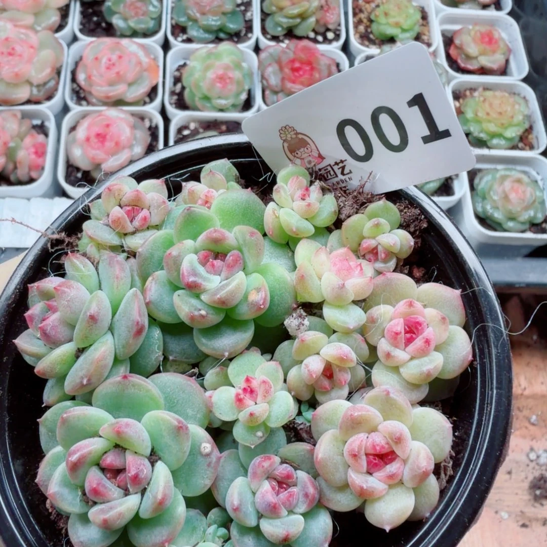 多肉植物多肉植物