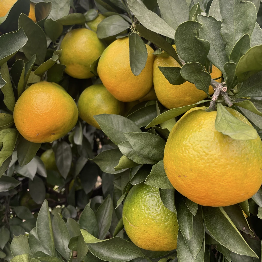 南丰蜜橘，小贡橘，一千多年历史，皮薄化渣