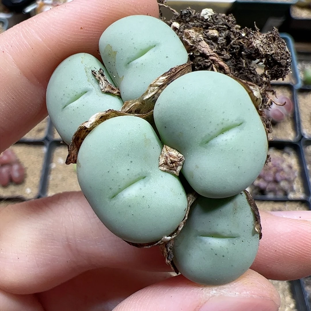 【闪购商品】303 饼