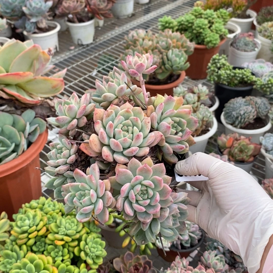 5856霜花一物一拍