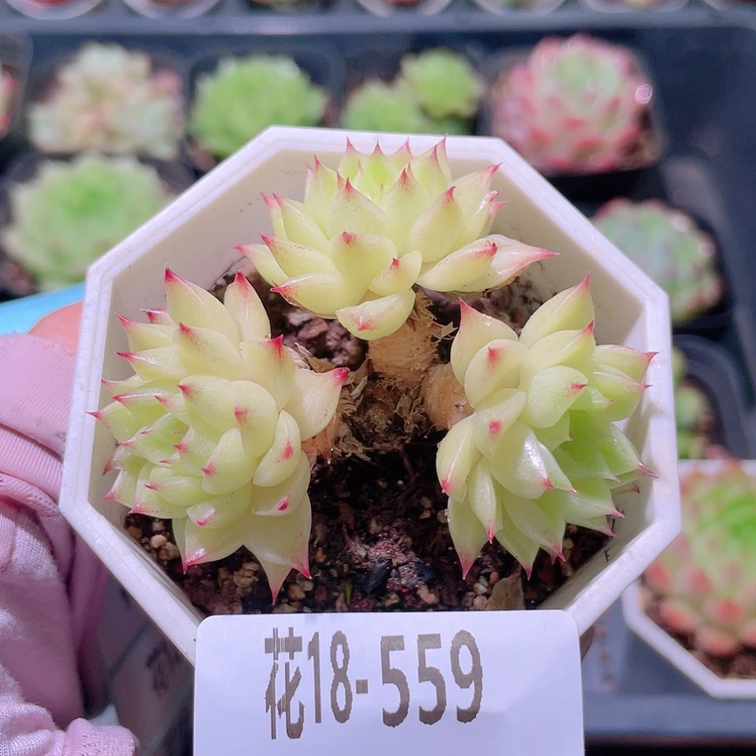 花利美18-559麦秆