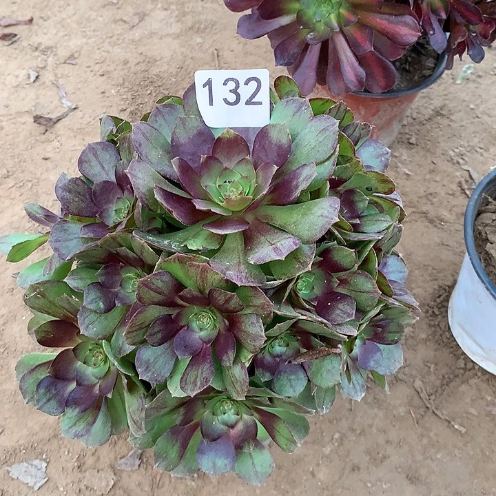 无花朵132黑膜南