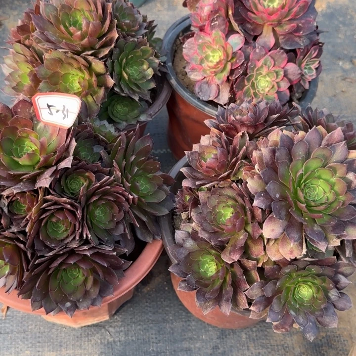 5-31多肉处理不包售后4