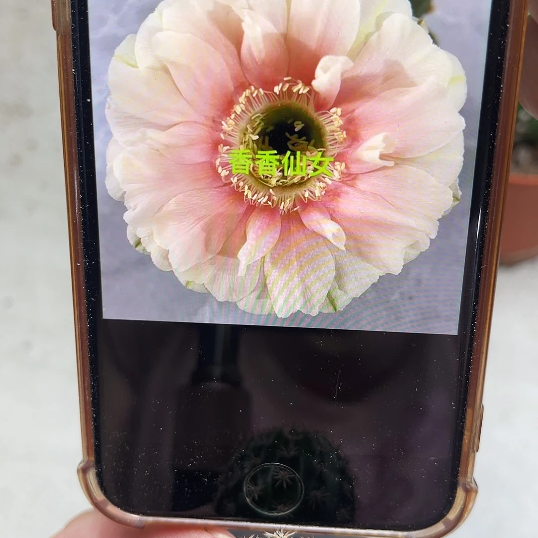 彩草仙女测芽2.5公分左右