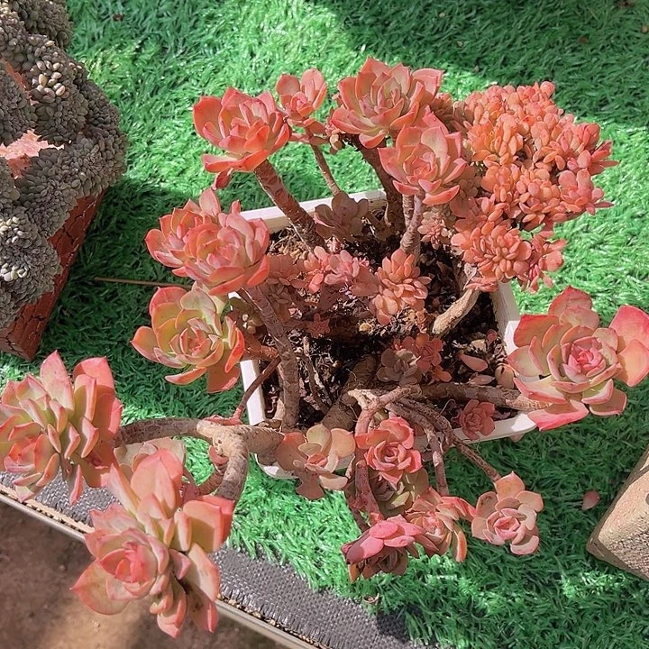 冰灿缀14128多肉植物