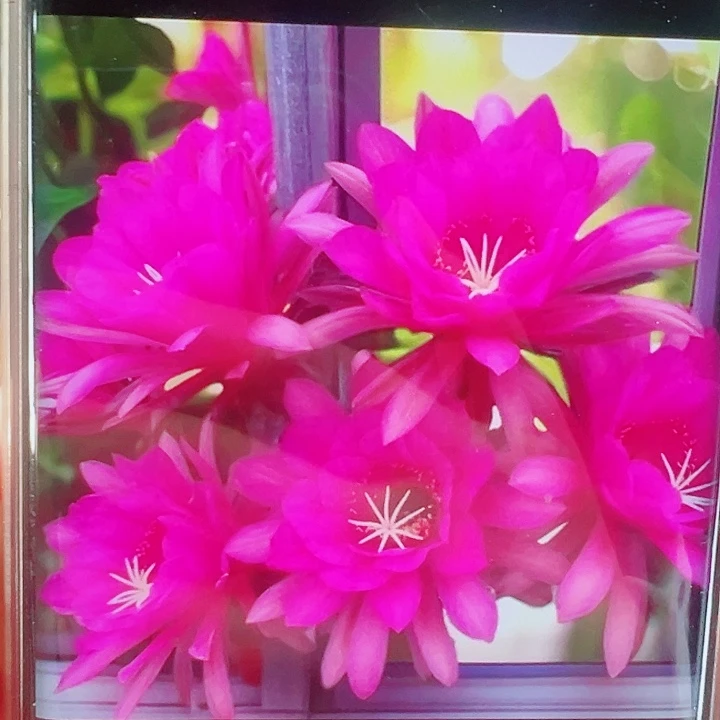 金妞紫罗侧芽拍一发二