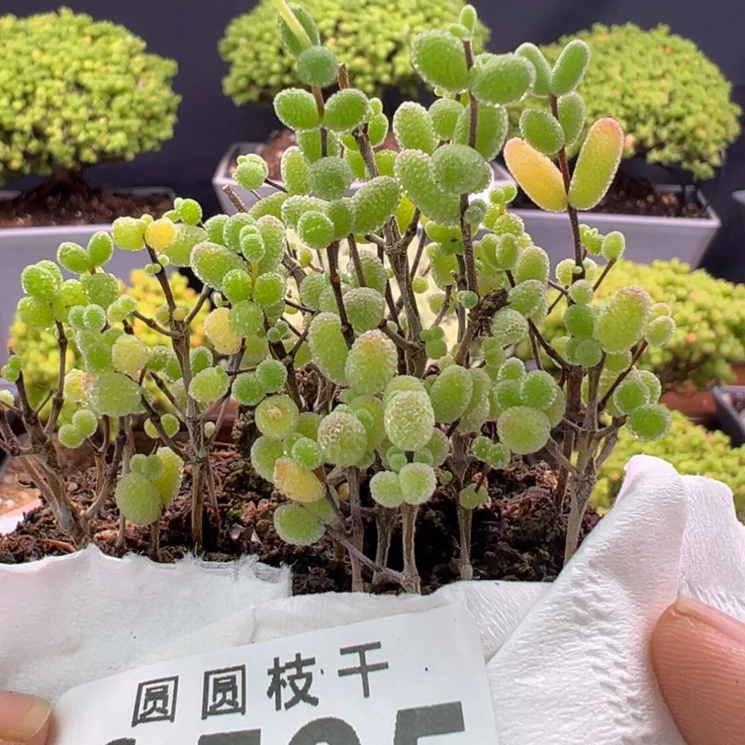 565冰糖切糕一物一拍