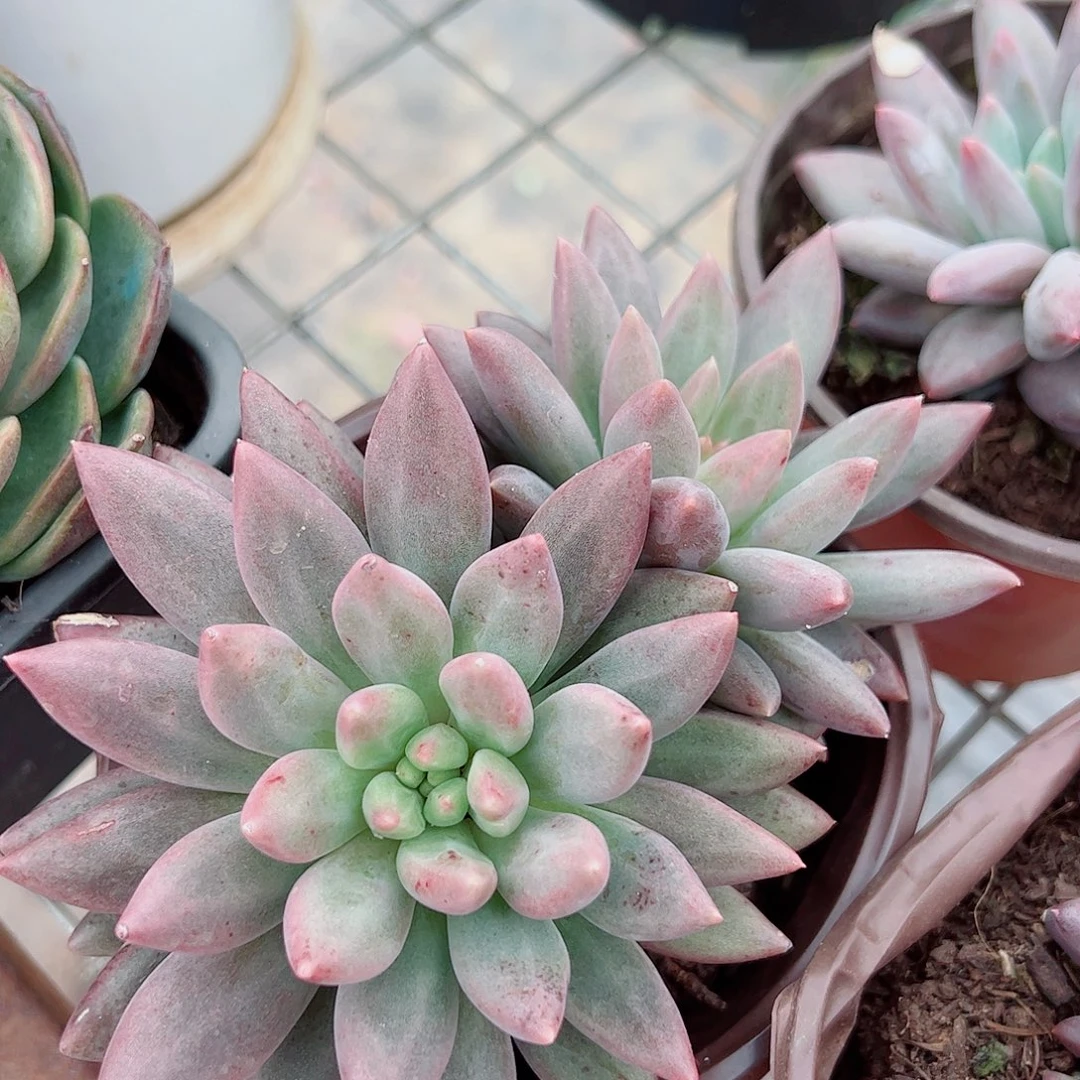 红蜻蜓双头起发精品
