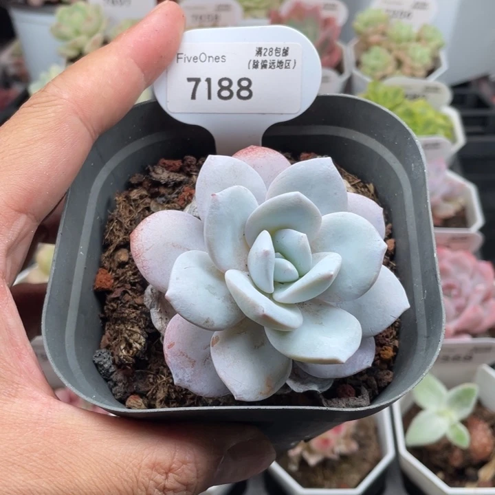 7188雪莲7.0厘米