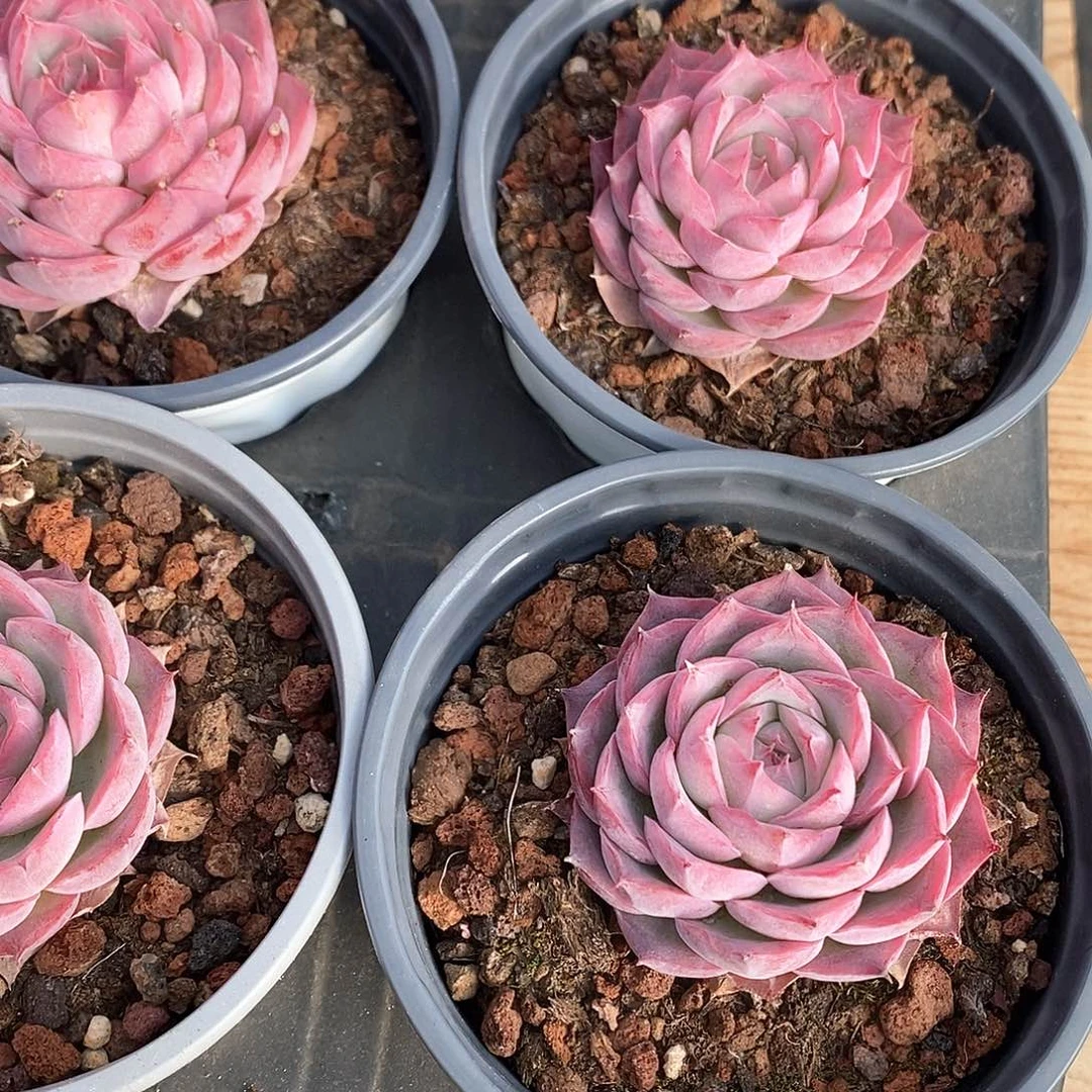 110。侧影。福利多多