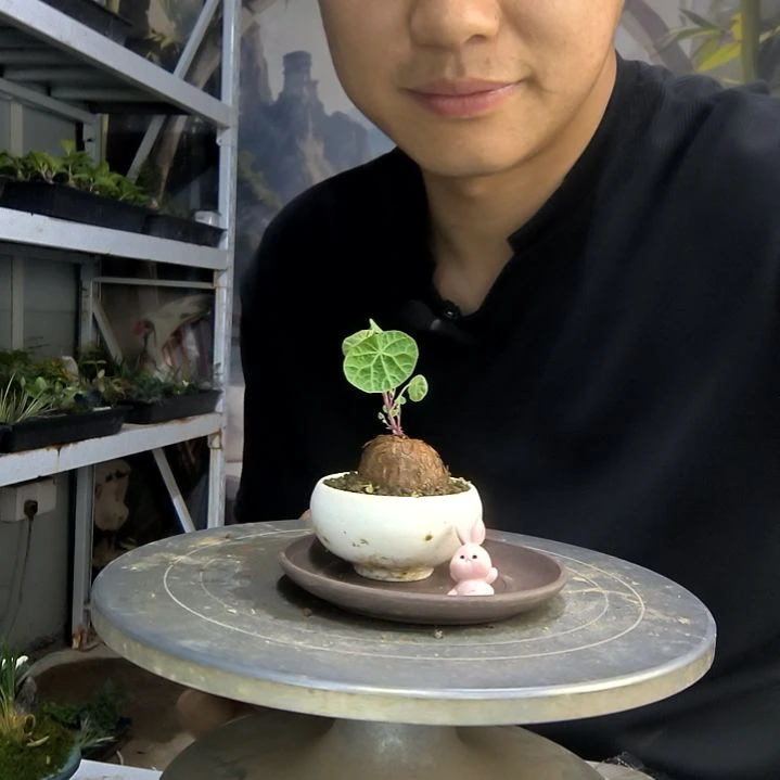 宇***球中青园艺一物一拍61