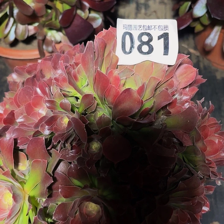 081雅典娜花花2/8