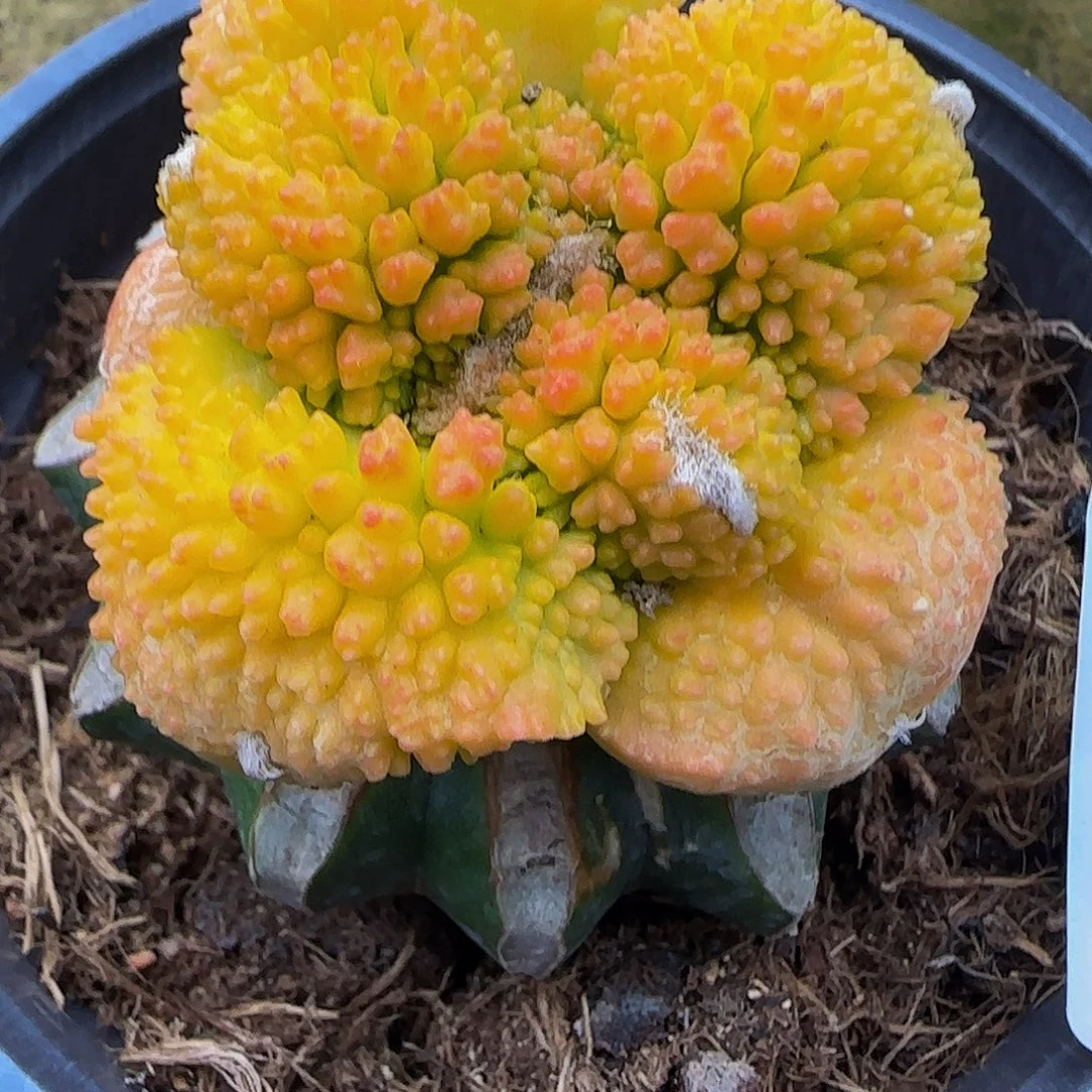 哥斯拉锦016仙人球开花