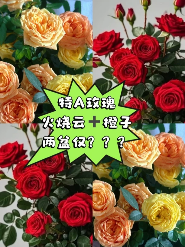 【新疆包邮】火烧云红/橙子玫瑰四季开花室内外好养活