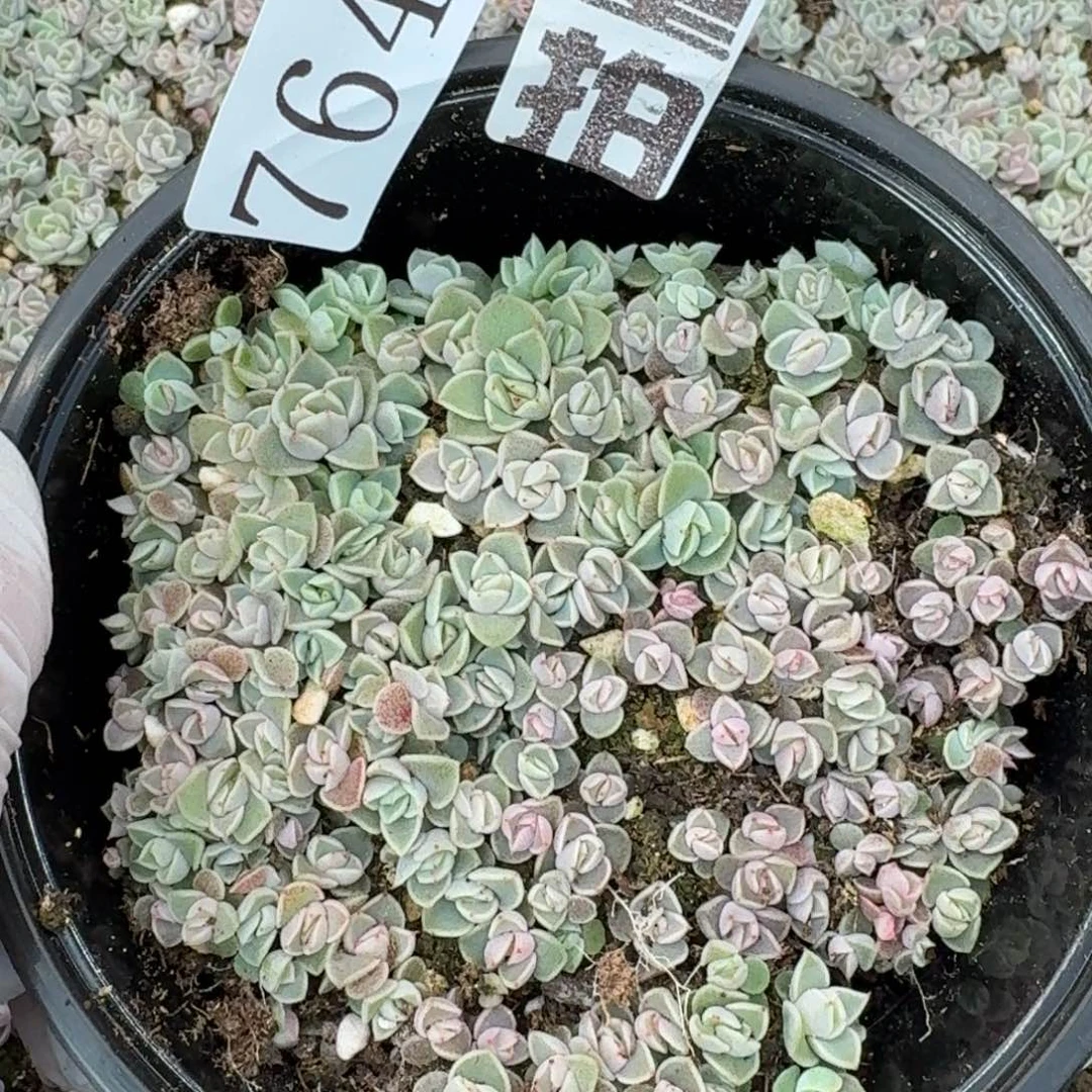 多肉植物多肉植物764量拍水冰月