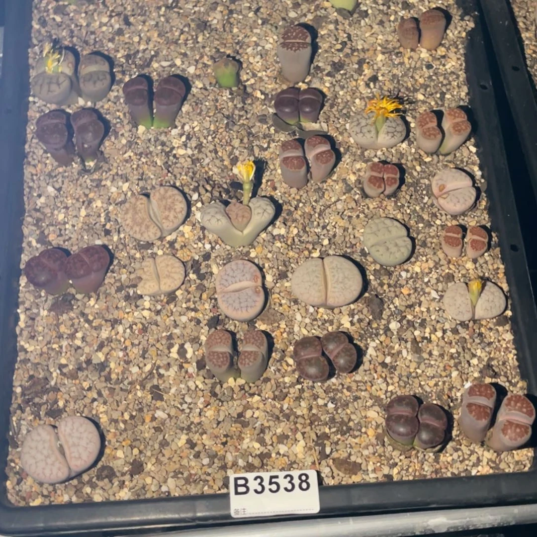 范***花3538福利筐1不售后