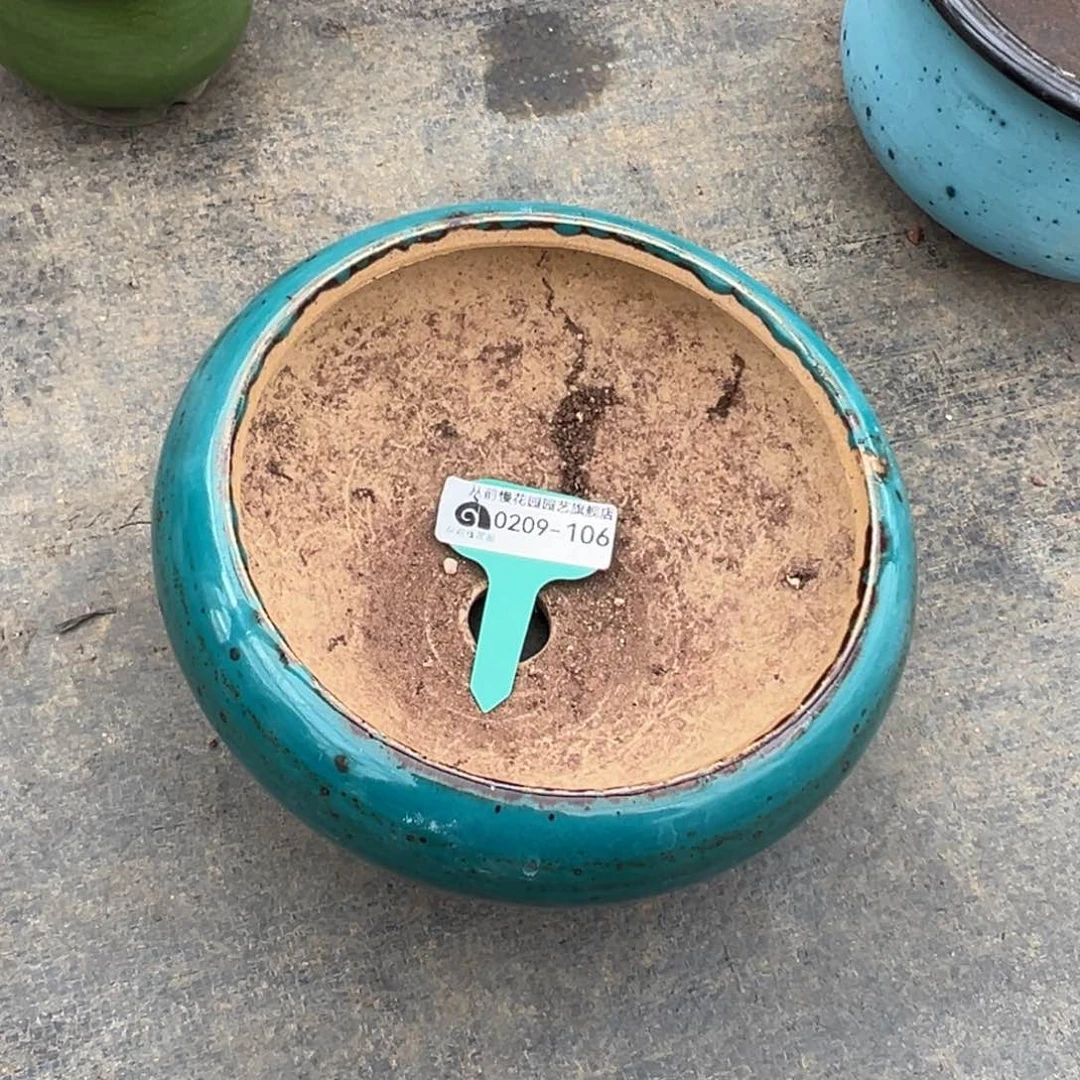 雪****声多肉一物一拍0209-106