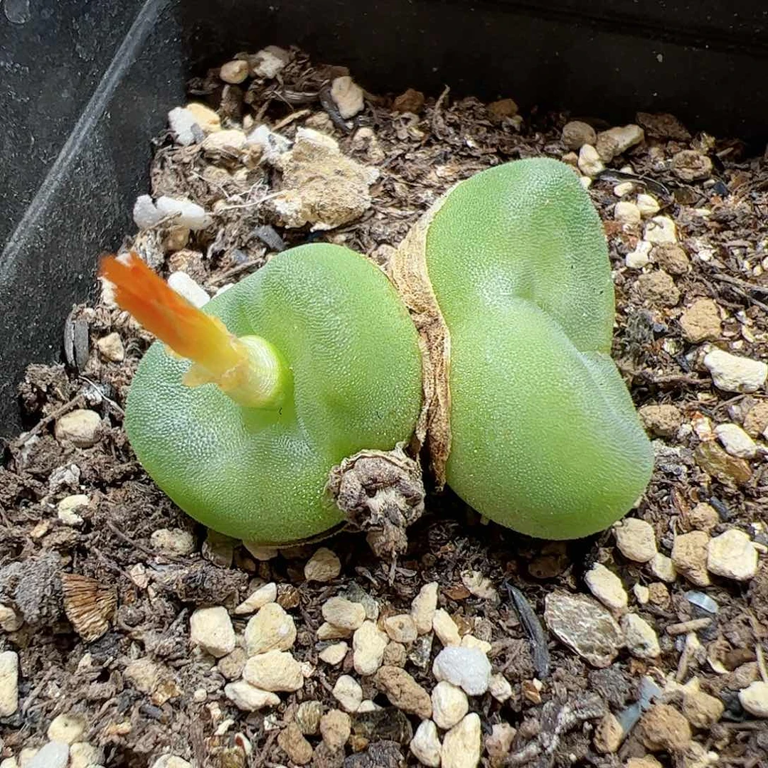 【闪购商品】173 水晶鞋