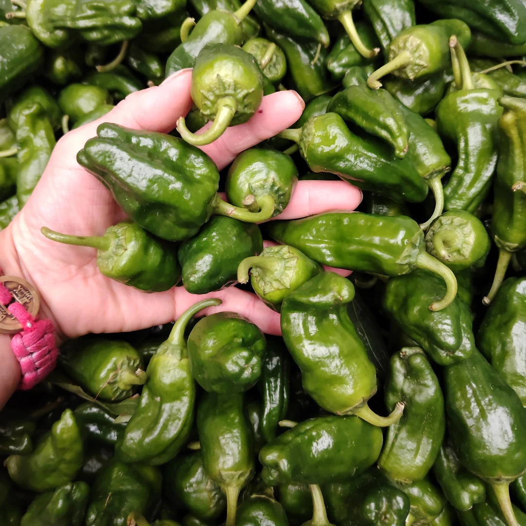 湖北本地新鲜土辣椒农家露天辣椒老式虎皮青椒现摘现发当季蔬菜