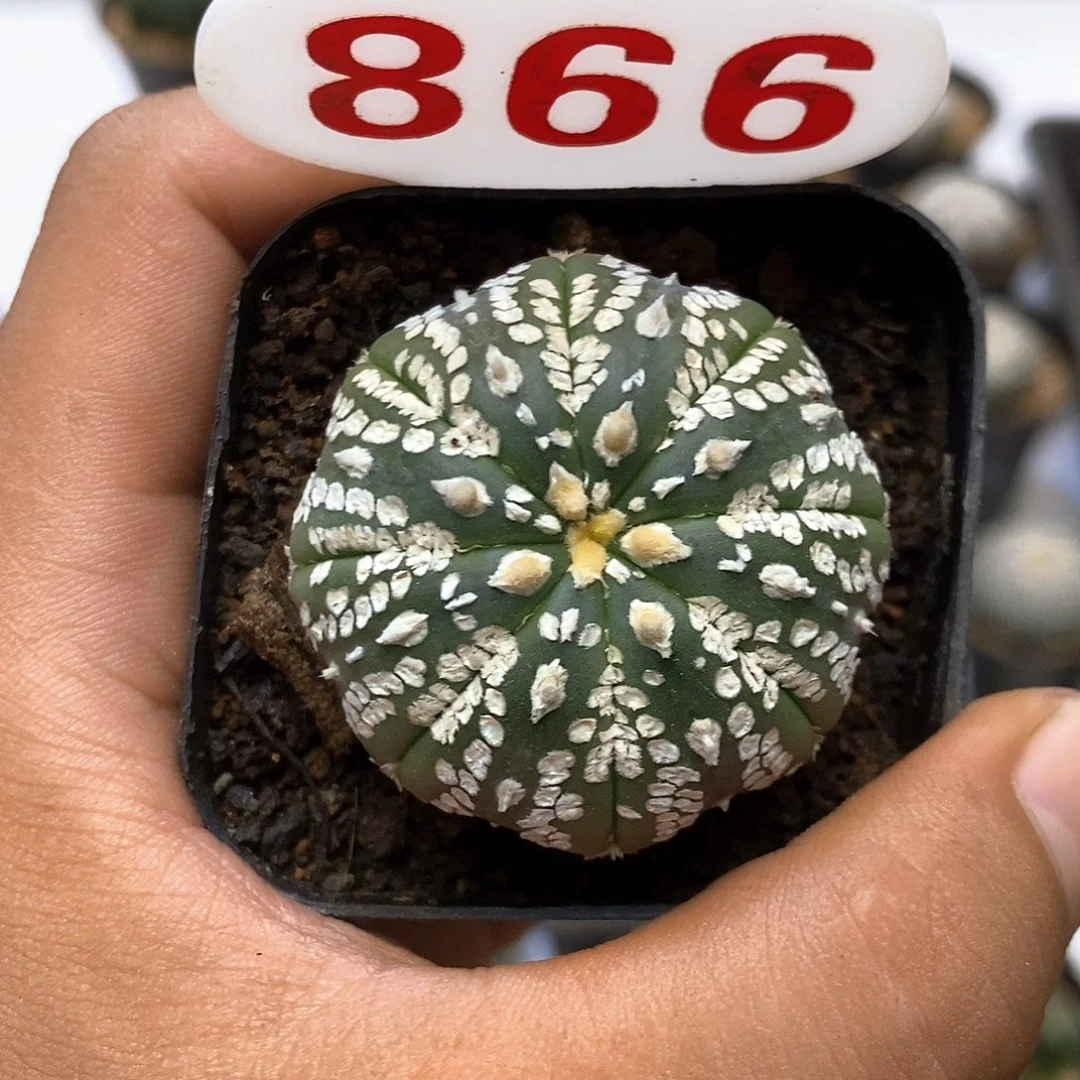 866福利特价来了哦