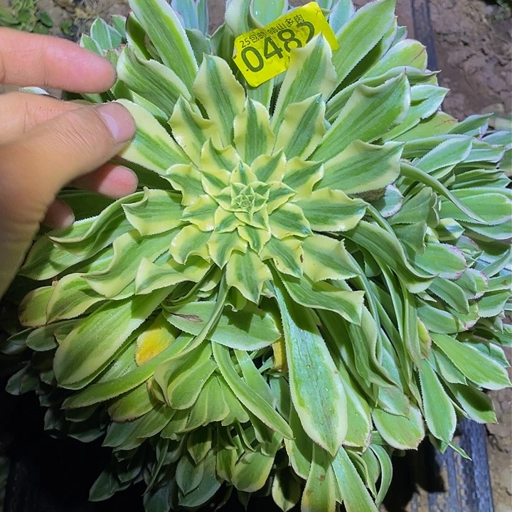 涵*0482白狐多肉植物