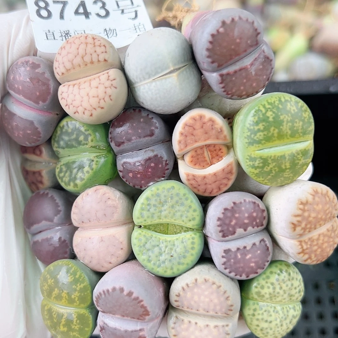 8743 好养易活生石花大母本18个开播福利