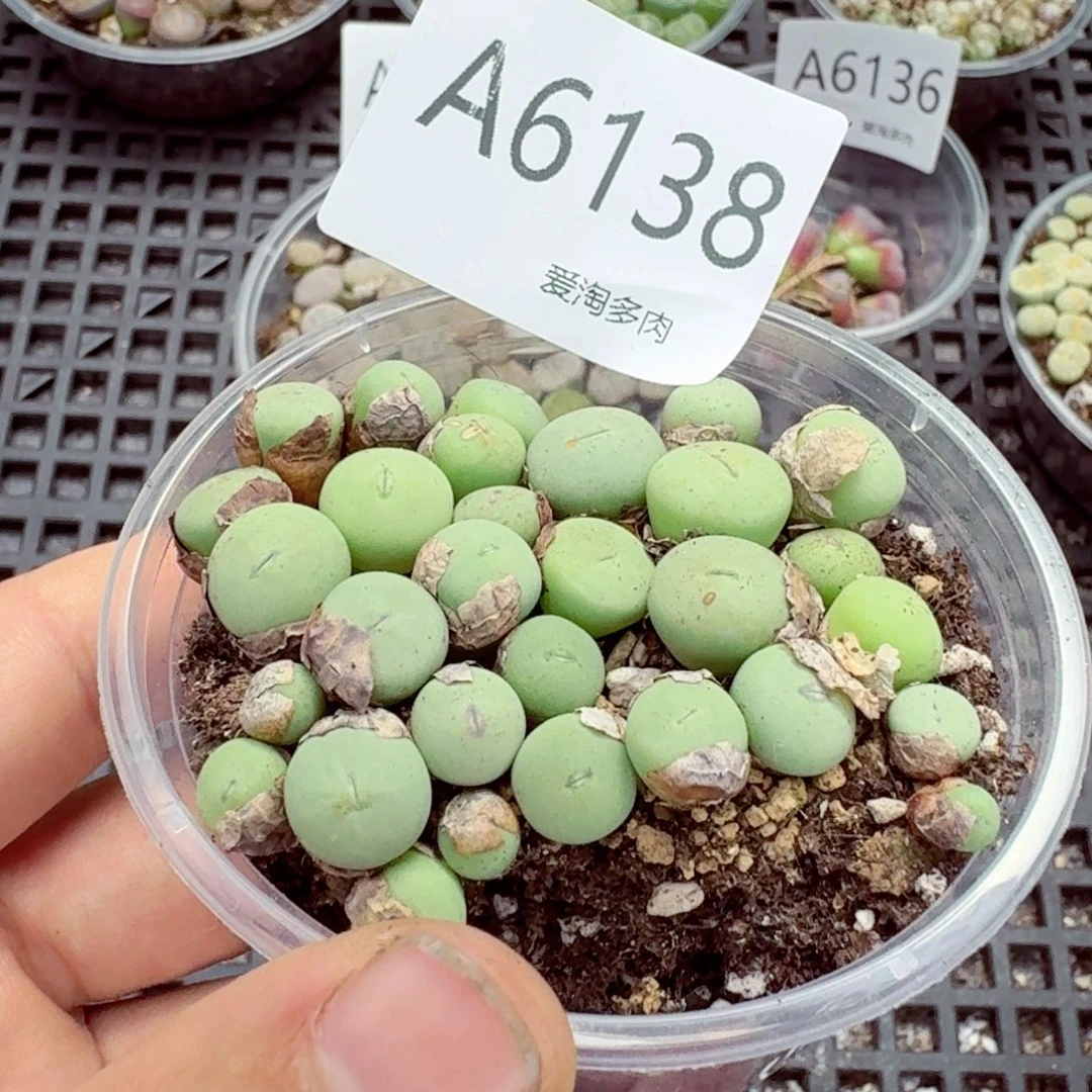 6138—生石花 有小疤