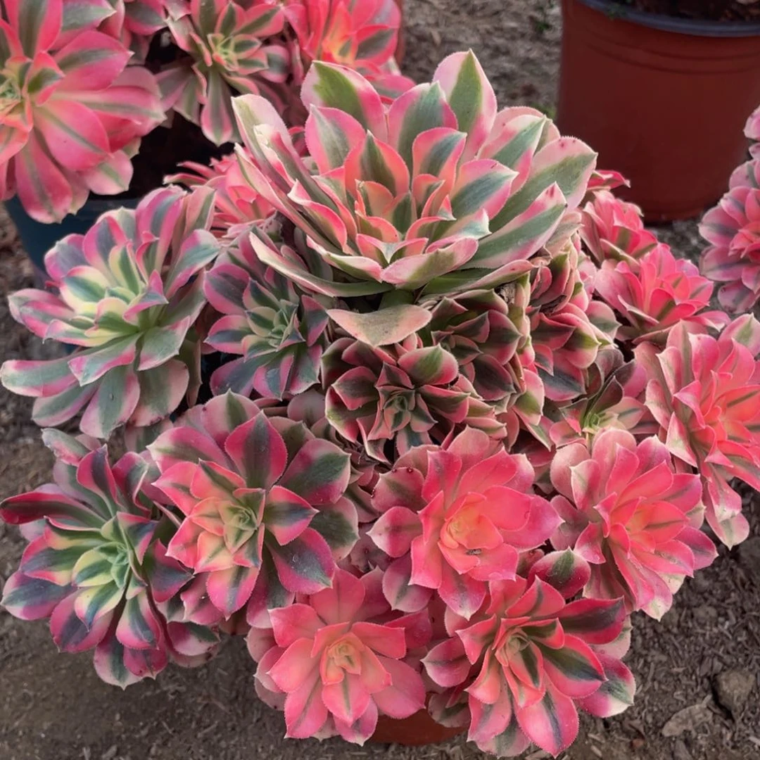 059粉女巫精品法师老桩