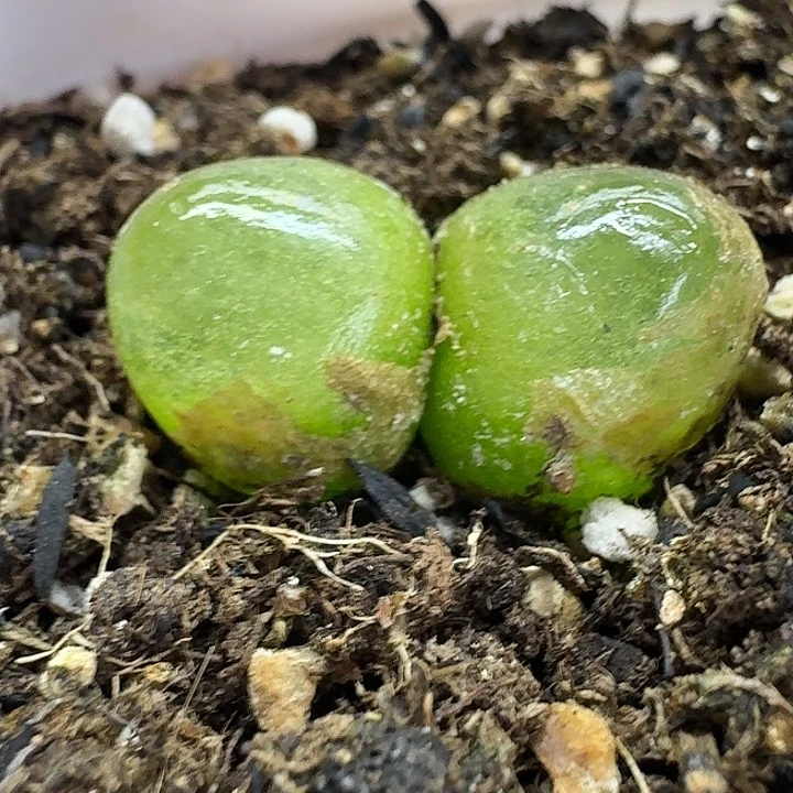 老马生石花双头灯泡2310
